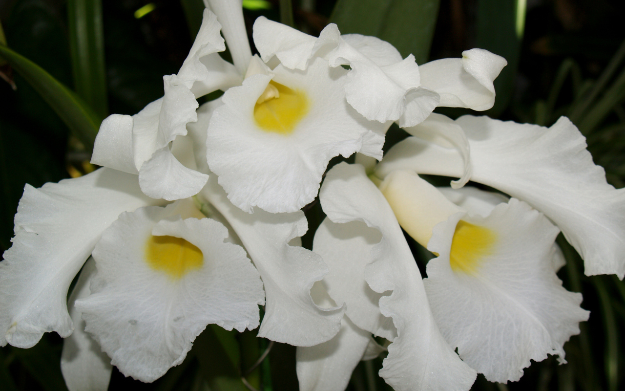 Белые экзотические орхидеи крупным планом