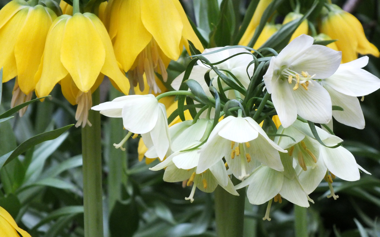 Желтые и белые цветы рябчики в саду