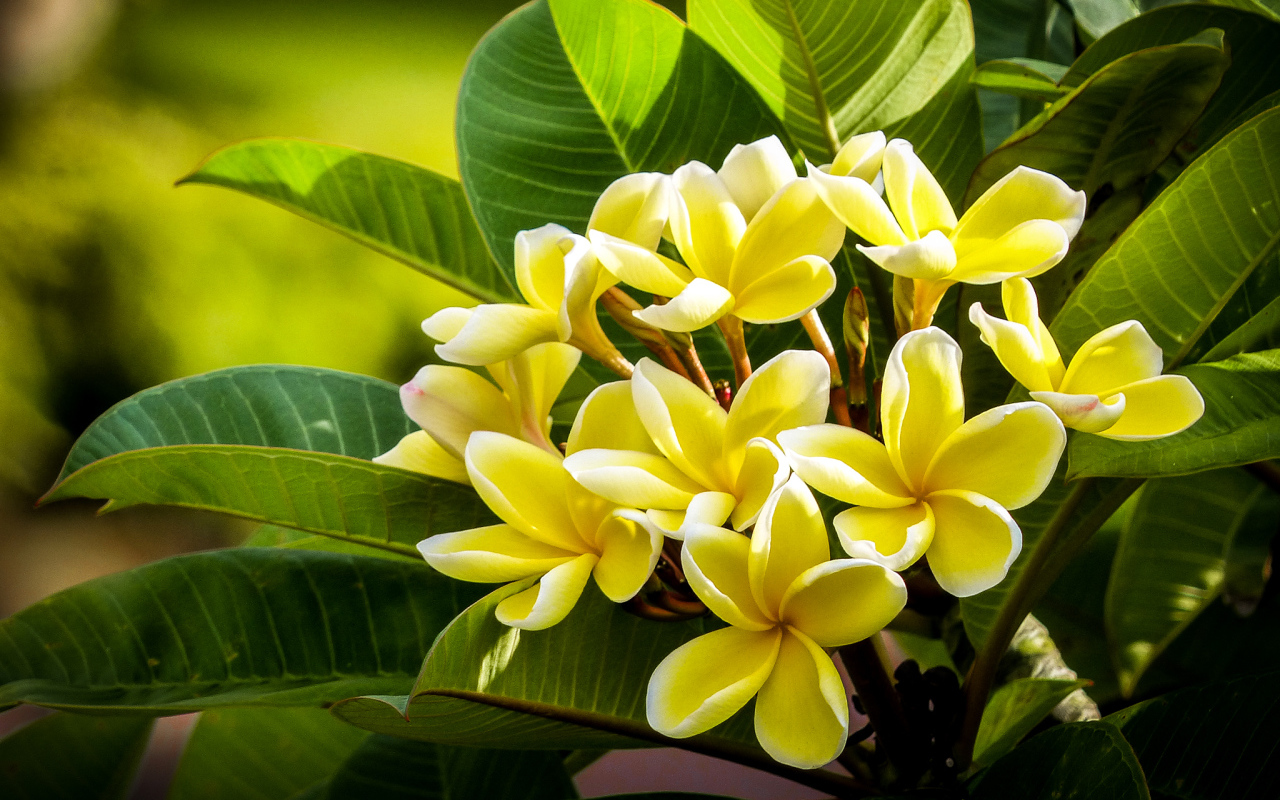 Желтые экзотические цветы Плюмерия крупным планом