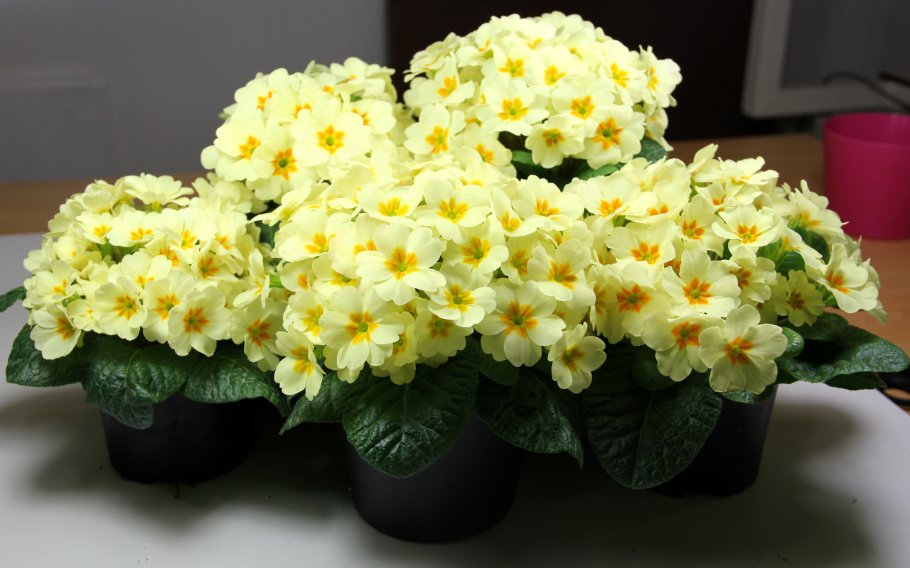 Желтые комнатные цветы примула в горшочках
