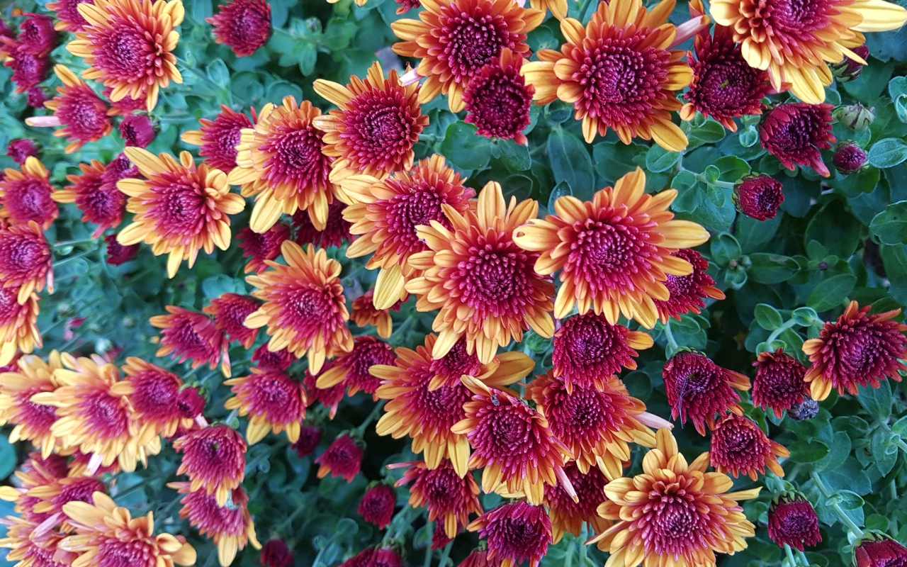 Желто  розовые красивые хризантемы 