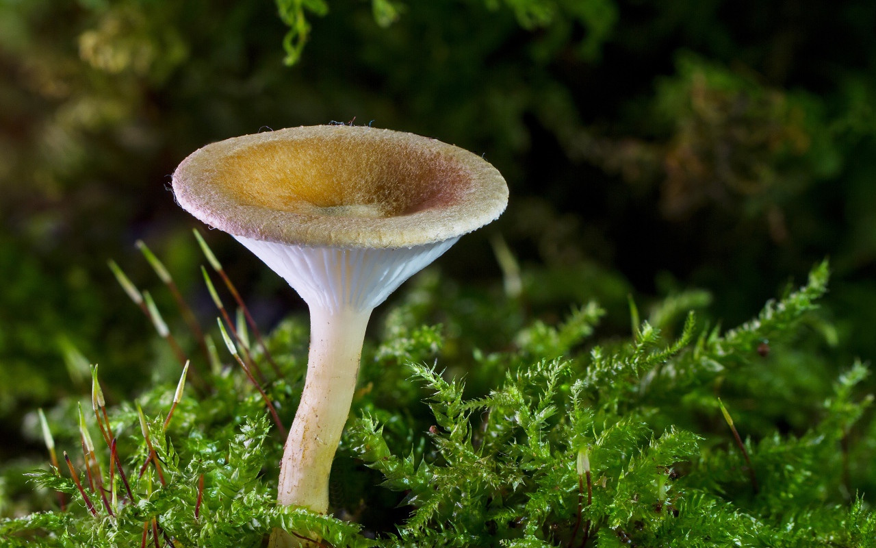 Маленький гриб на покрытой зеленью земле