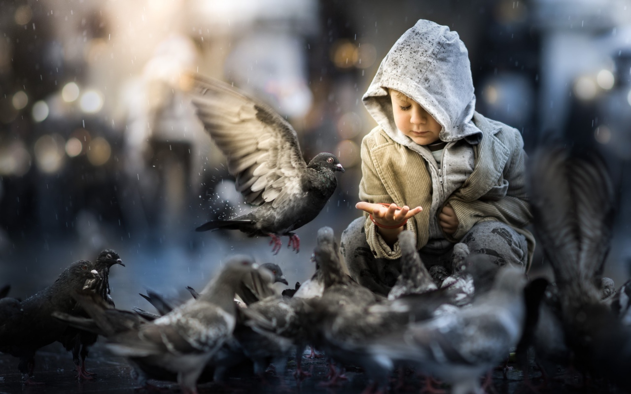 Маленький ребенок кормит голубей 