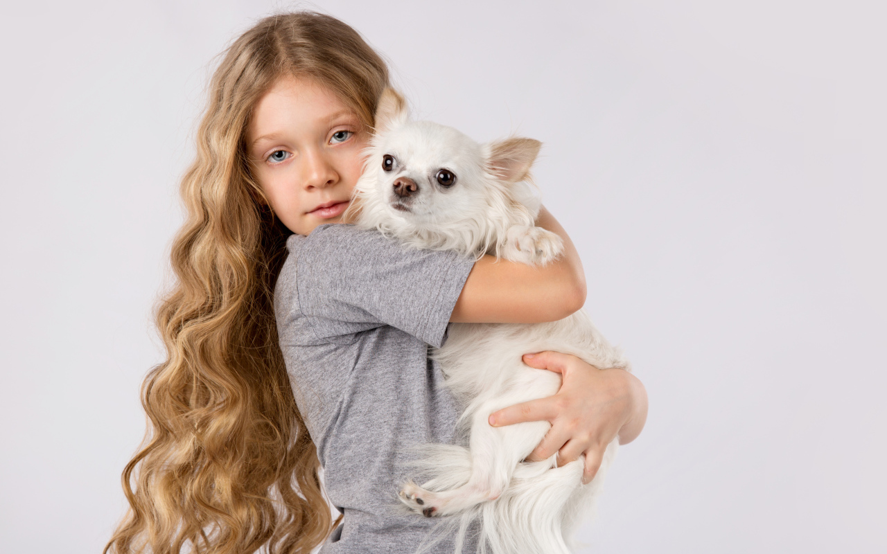 Голубоглазая девочка с белым чихуахуа в руках