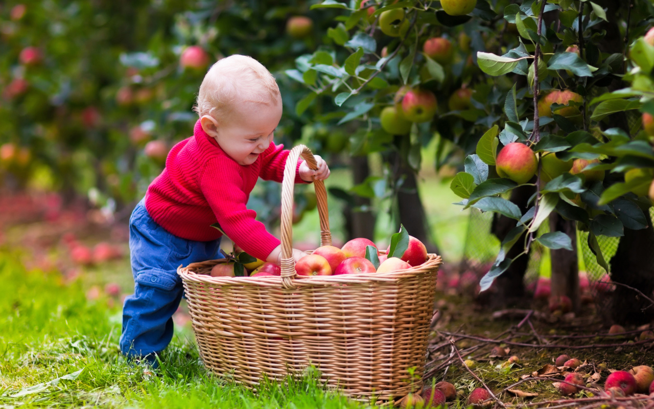 Милый улыбающийся малыш с корзиной яблок в саду