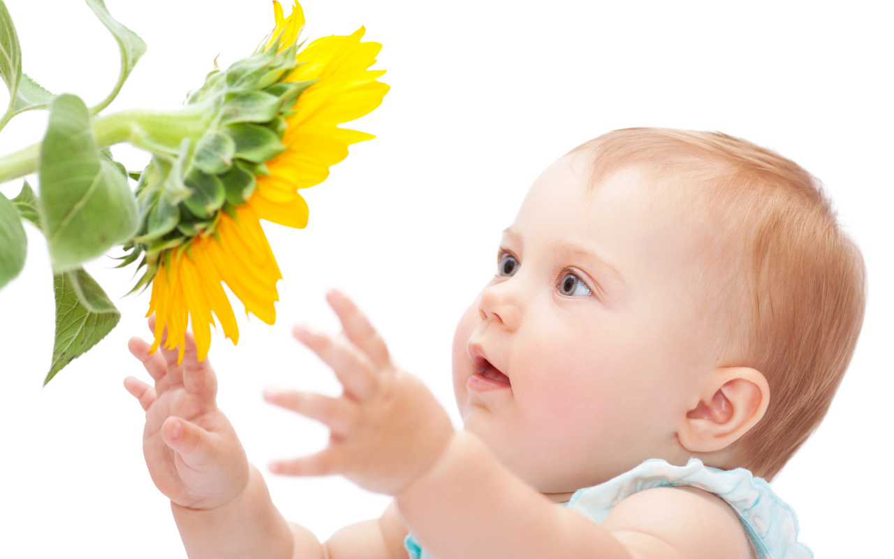 Маленькая милая девочка с подсолнухом на белом фоне