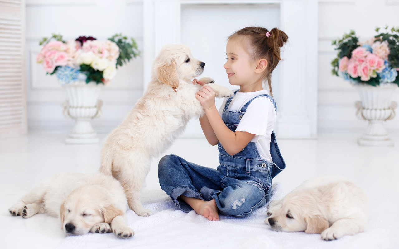 Маленькая девочка играет со щенками золотистого ретривера