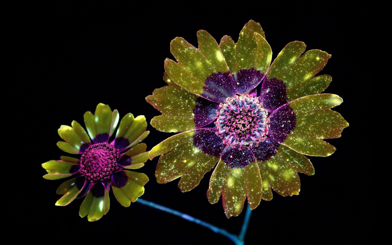 Фантастические цветы на черном фоне, 3д графика