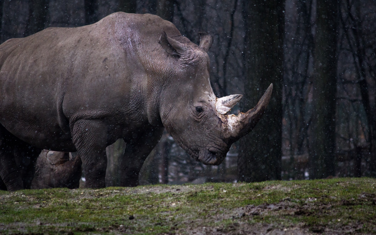 Большой носорог в лесу