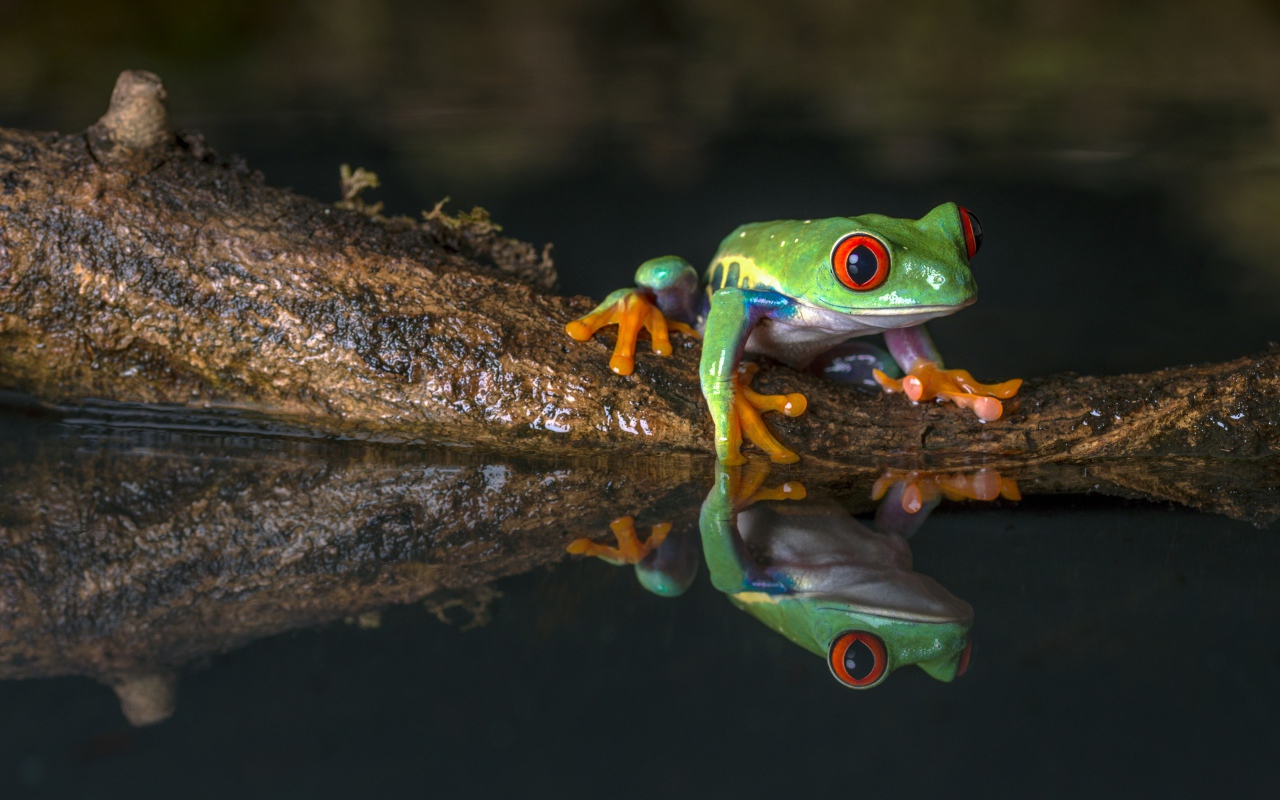 Зеленая лягушка на коряге в воде 