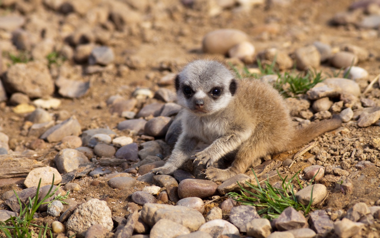Маленький сурикат сидит на мелких камнях