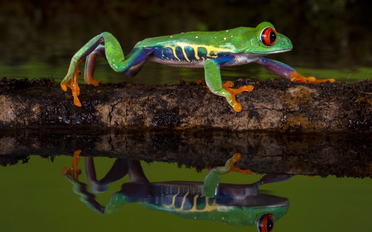 Красноглазая квакша на ветке в воде
