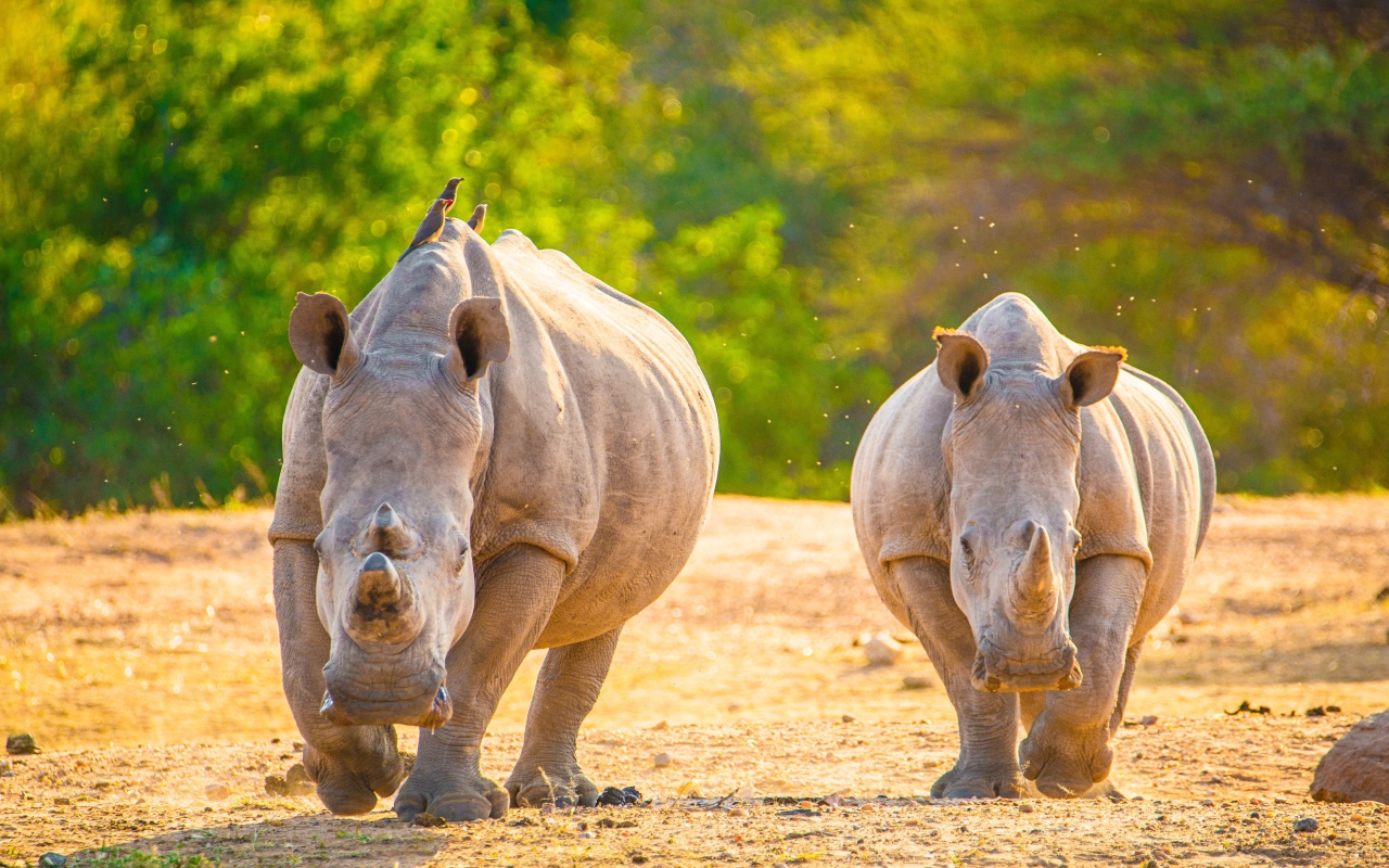 Two rhinos run on hot sand