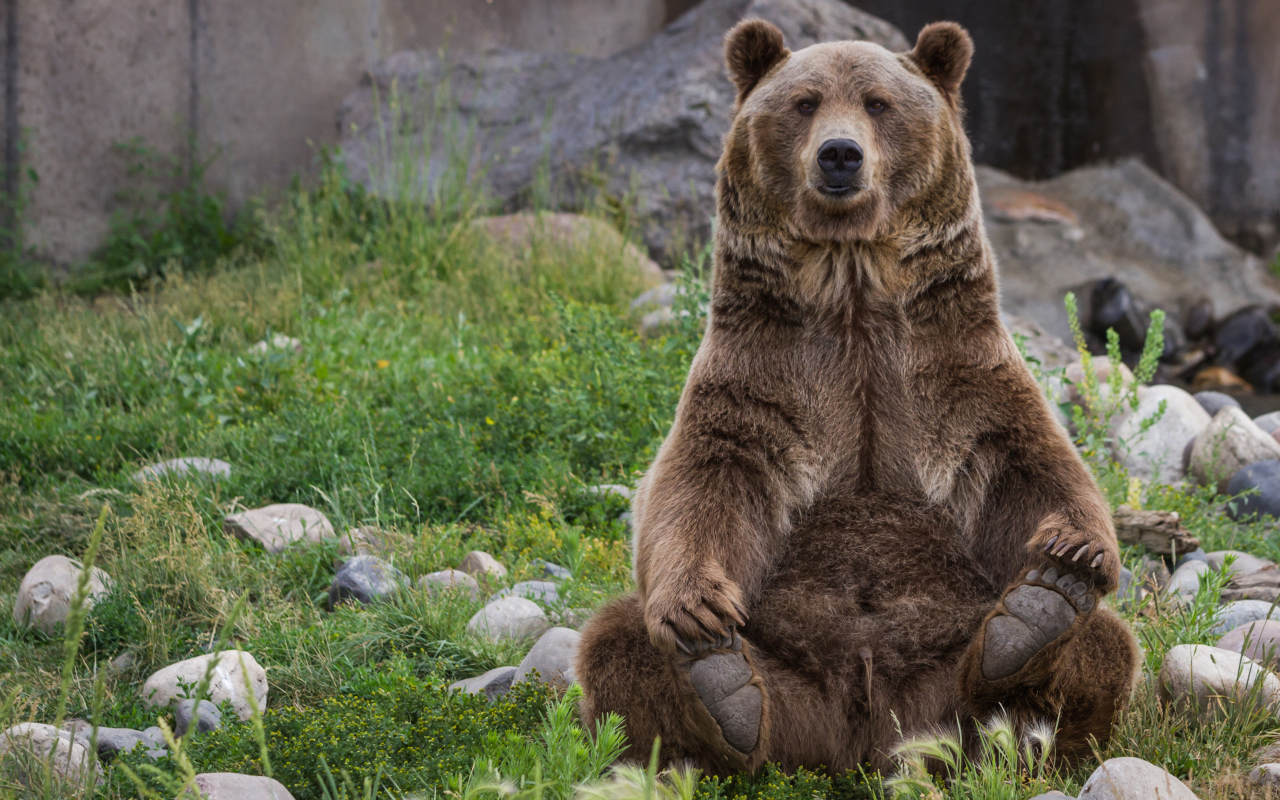 Большой бурый медведь сидит на зеленой траве