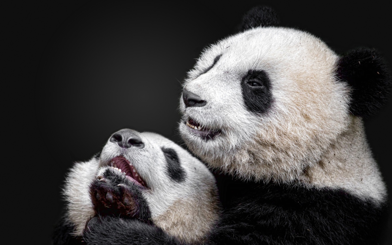 Две панды на сером фоне 