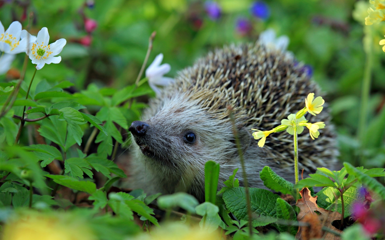 Колючий лесной еж стоит в цветах