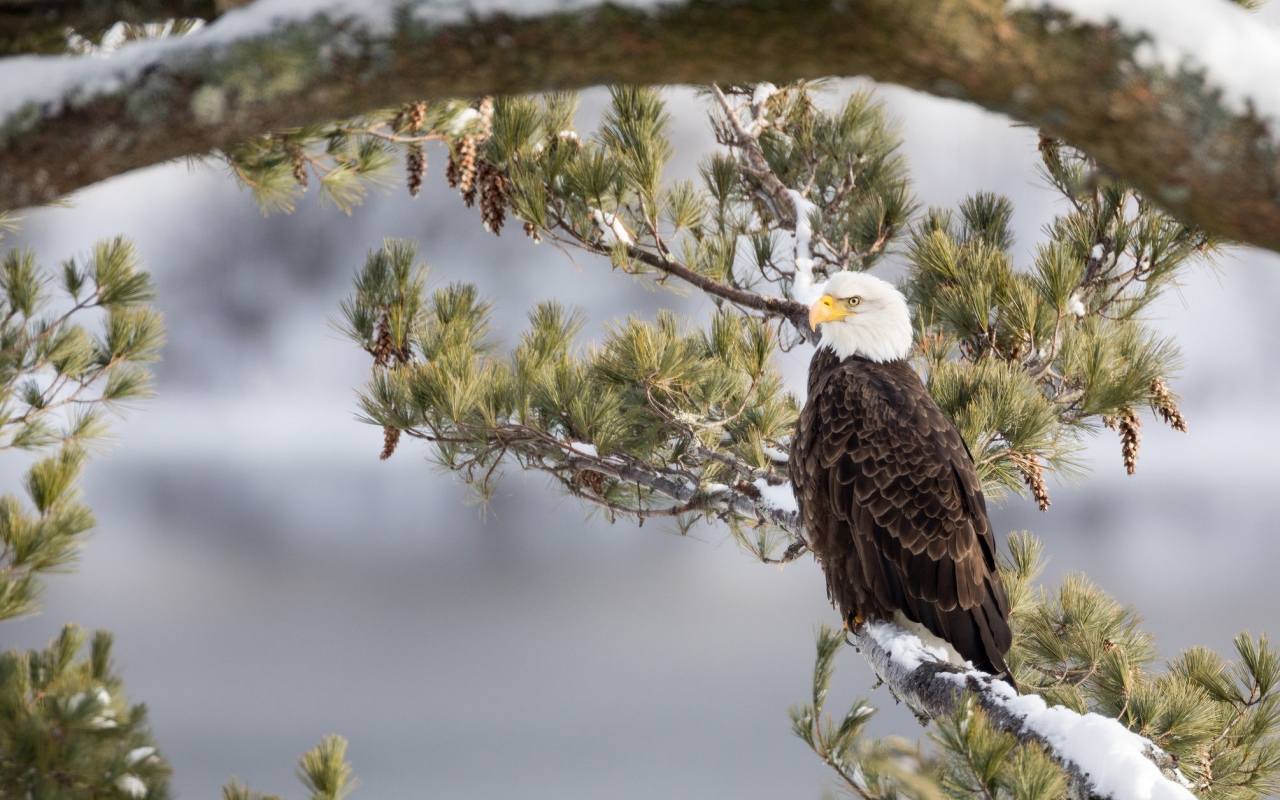 Белоголовый Орлан сидит на заснеженной ветке зимой