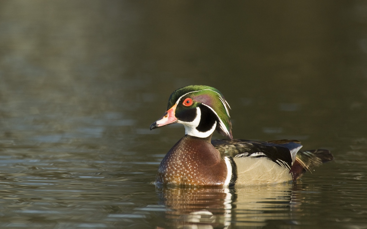 Красивая утка в воде крупным планом