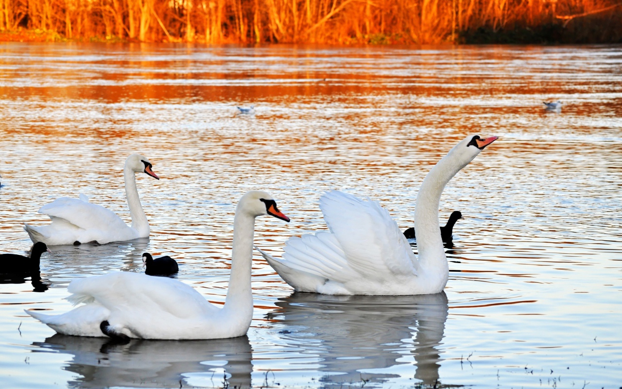 Красивые белые лебеди на пруду