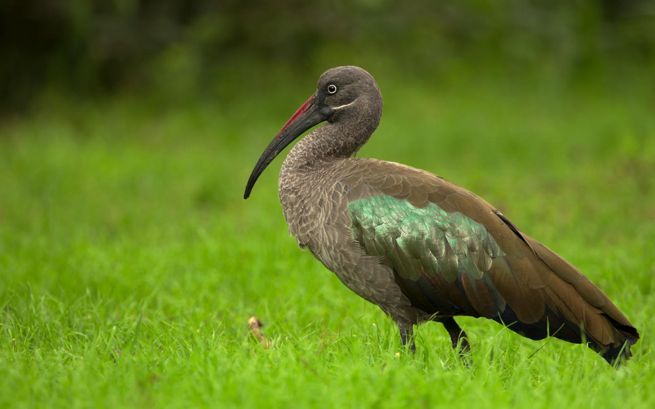 Большой ибис в зеленой траве крупным планом