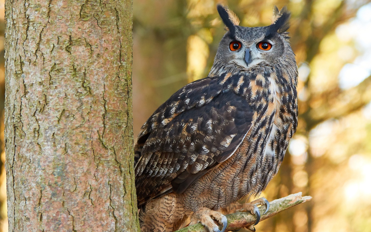 Большая сова сидит на ветке дерева