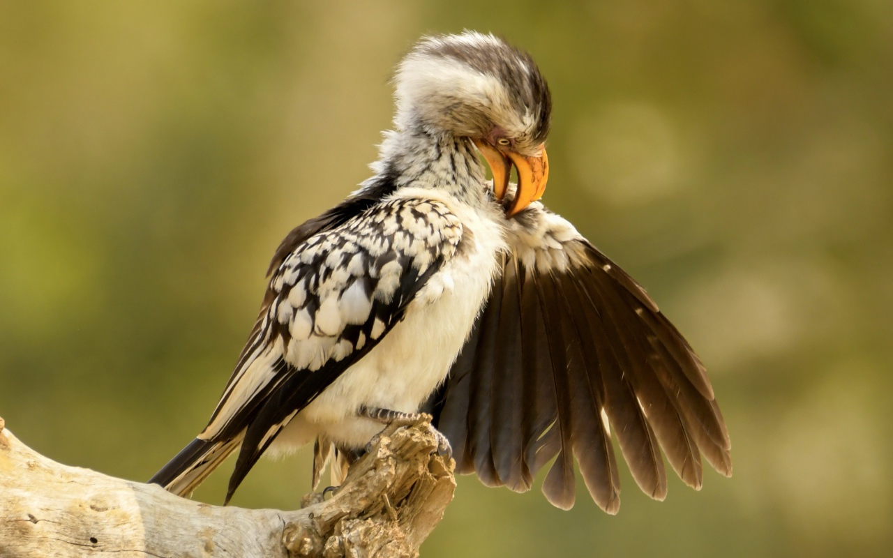 Птица чистит перья на ветке 