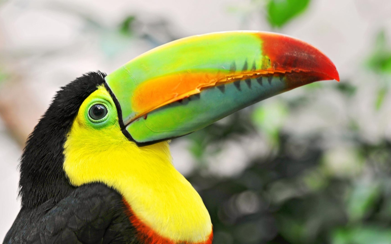 Птица тукан с большим клювом