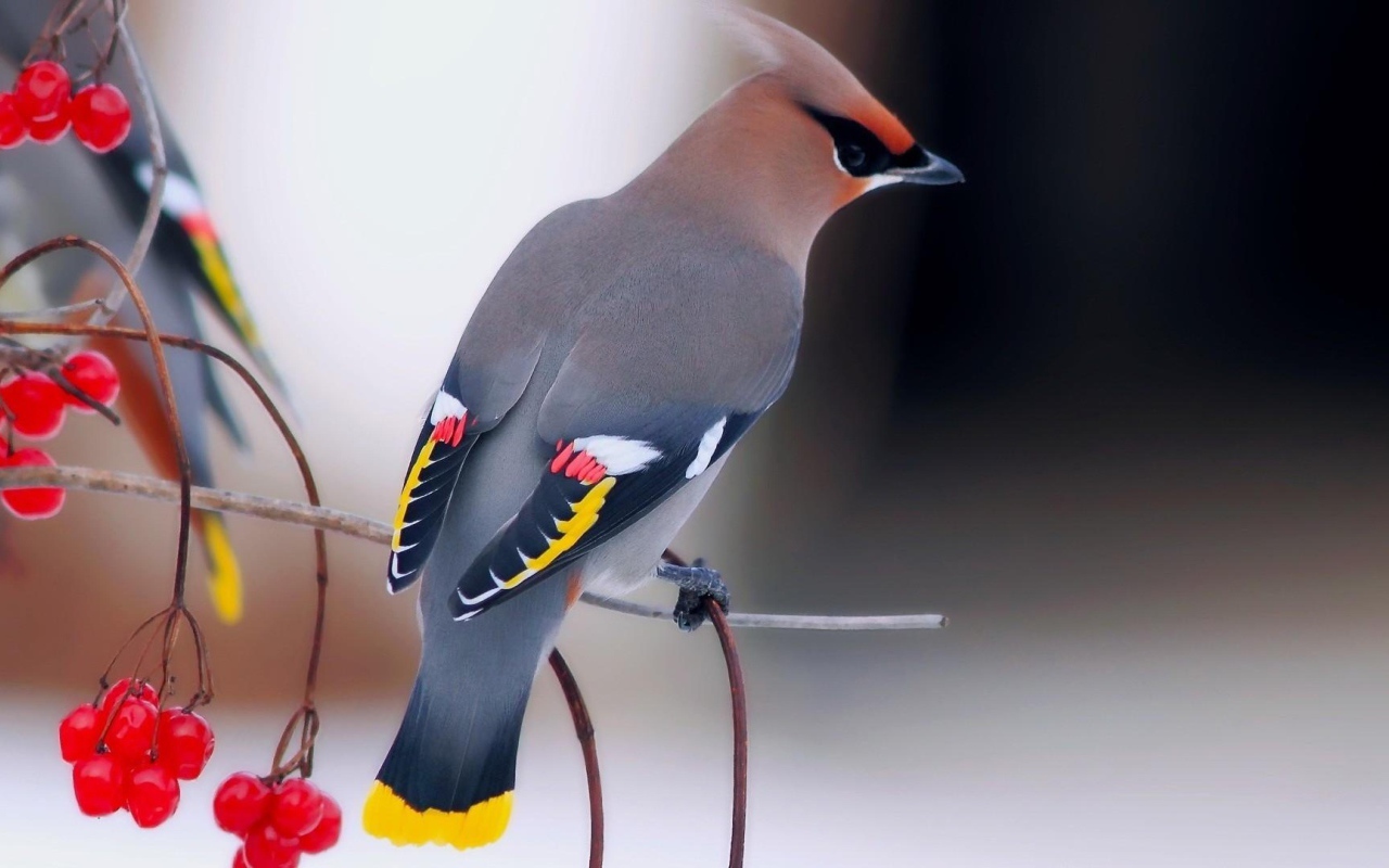 Птица свиристель на ветке с красной калиной