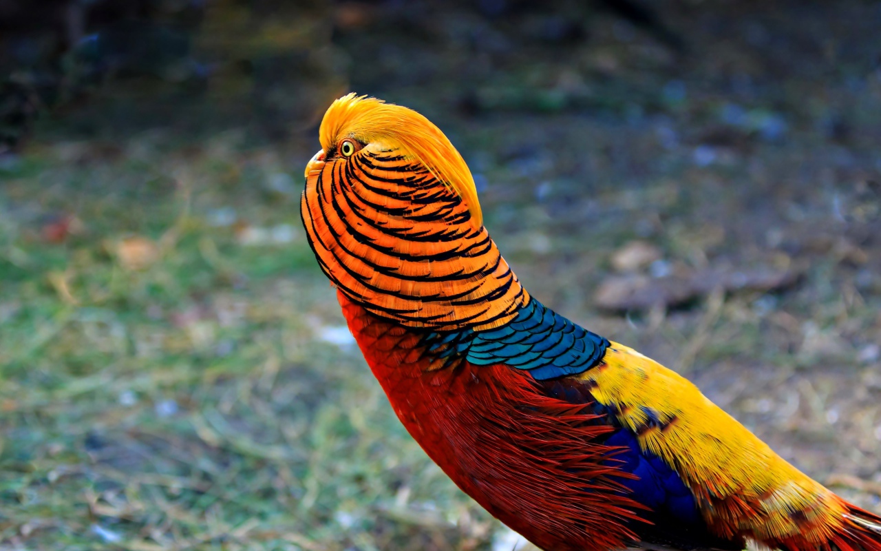 Яркий красивый золотой фазан