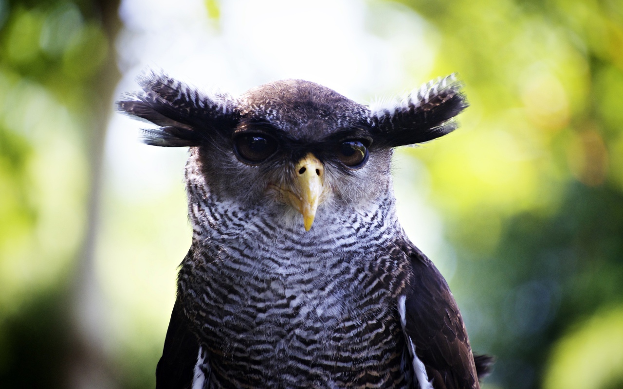 Забавная сова крупным планом