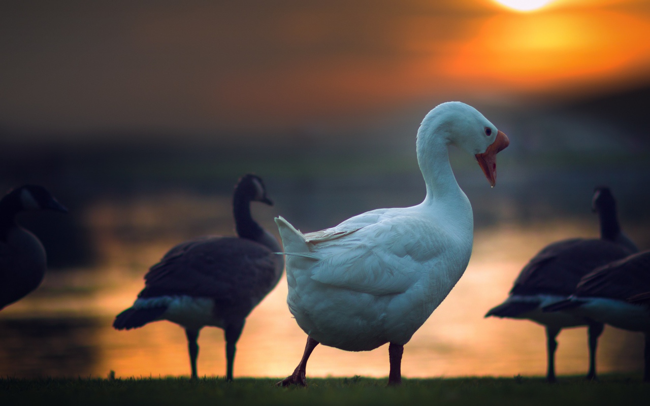 Гуси на фоне солнца на закате