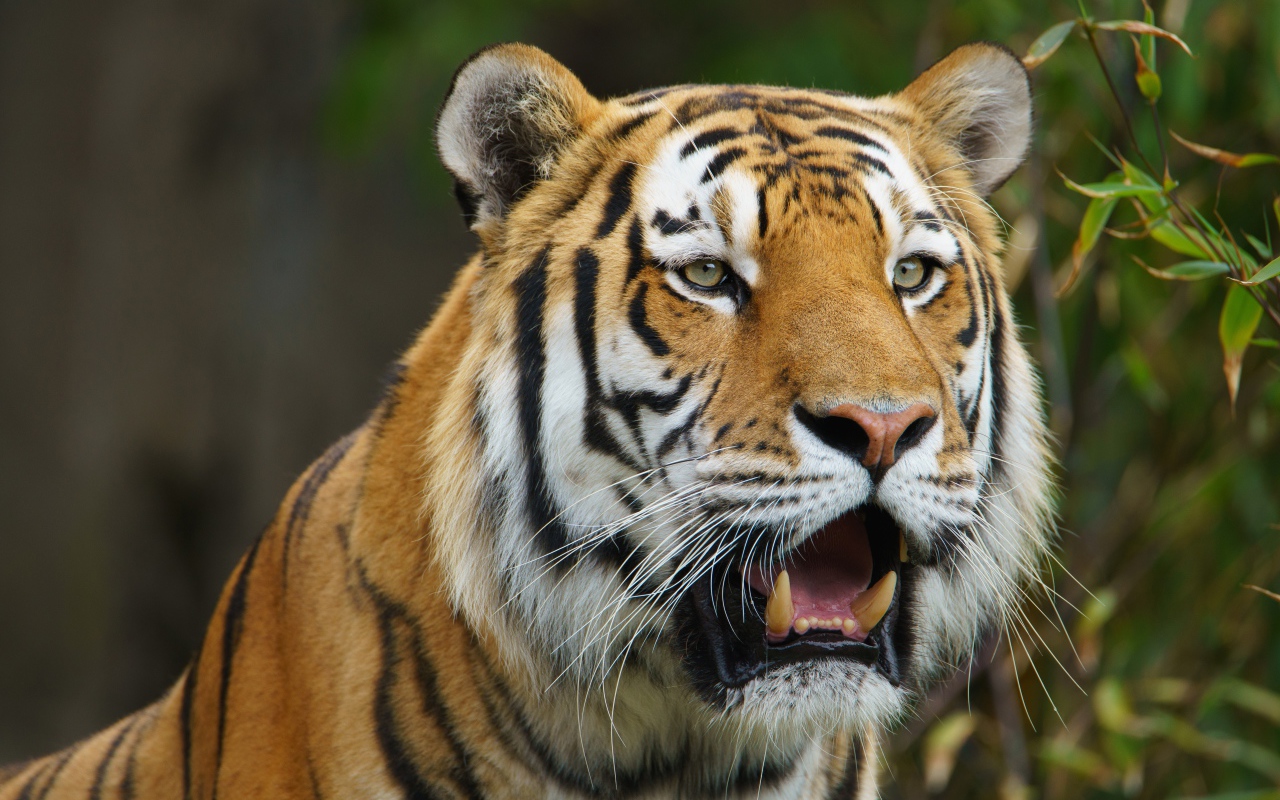 Большой тигр с открытой пастью