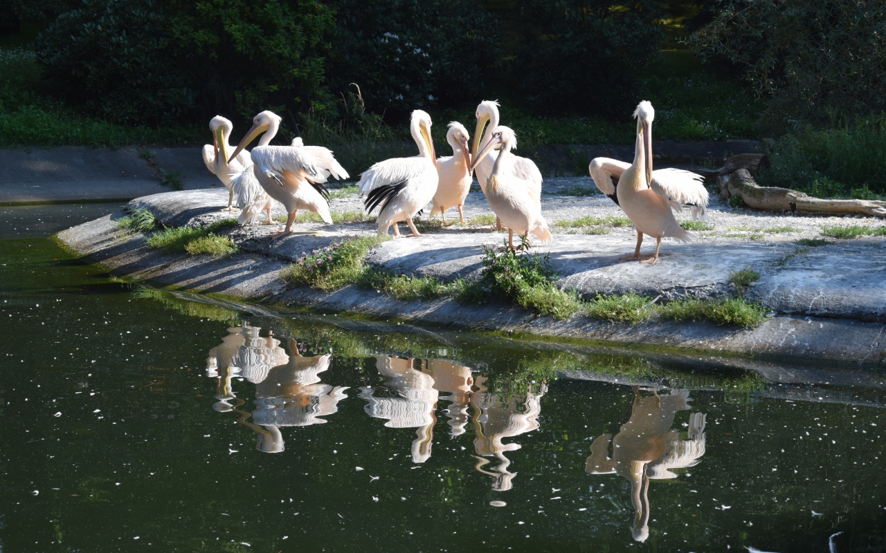 Много пеликанов на берегу водоема
