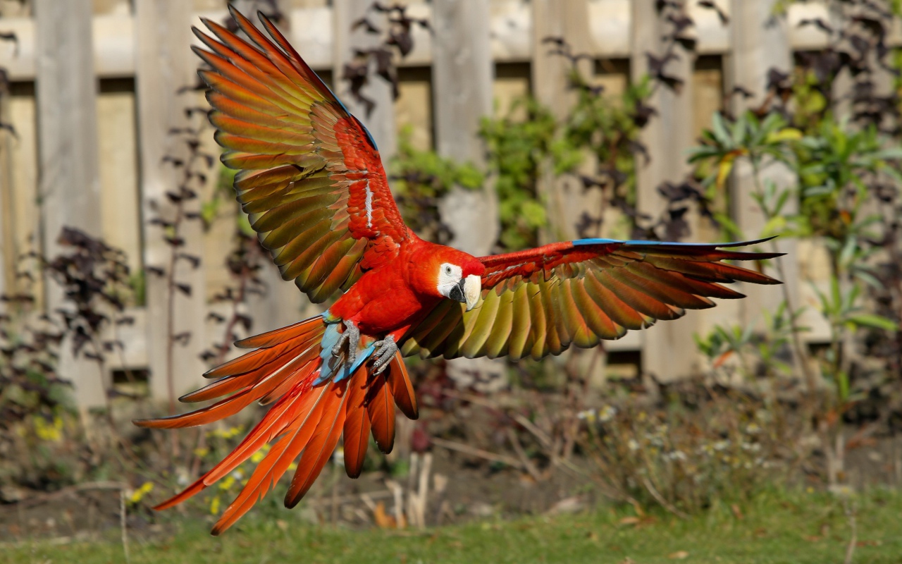 Попугай красный ара в полете 