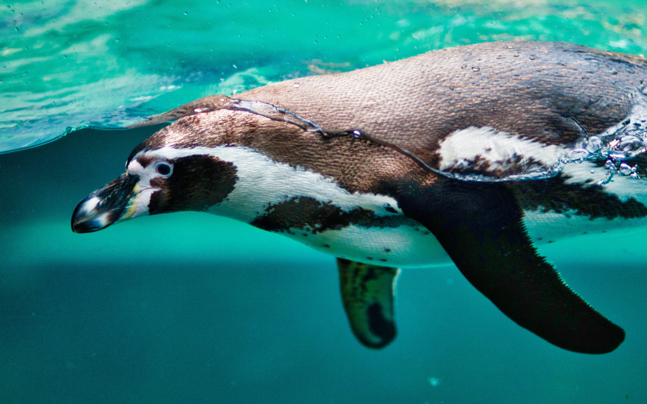 Пингвин плавает в воде