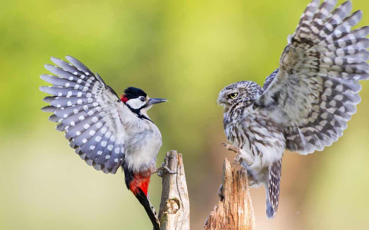 Ссора совы и дятла на сухом дереве