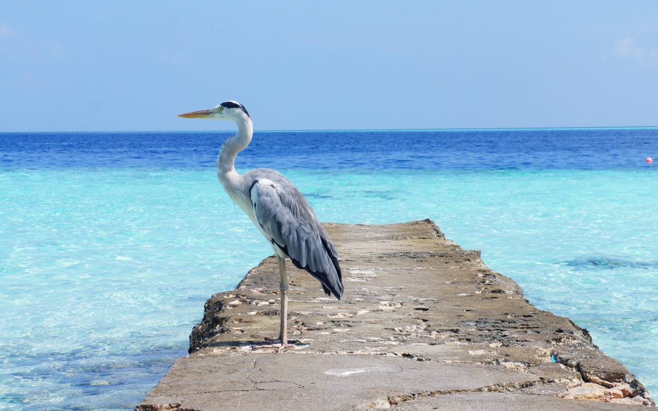 Цапля стоит на каменном мосту на фоне моря