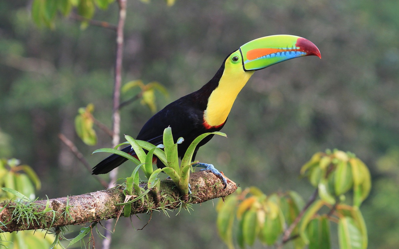 Тукан с длинным клювом сидит на ветке