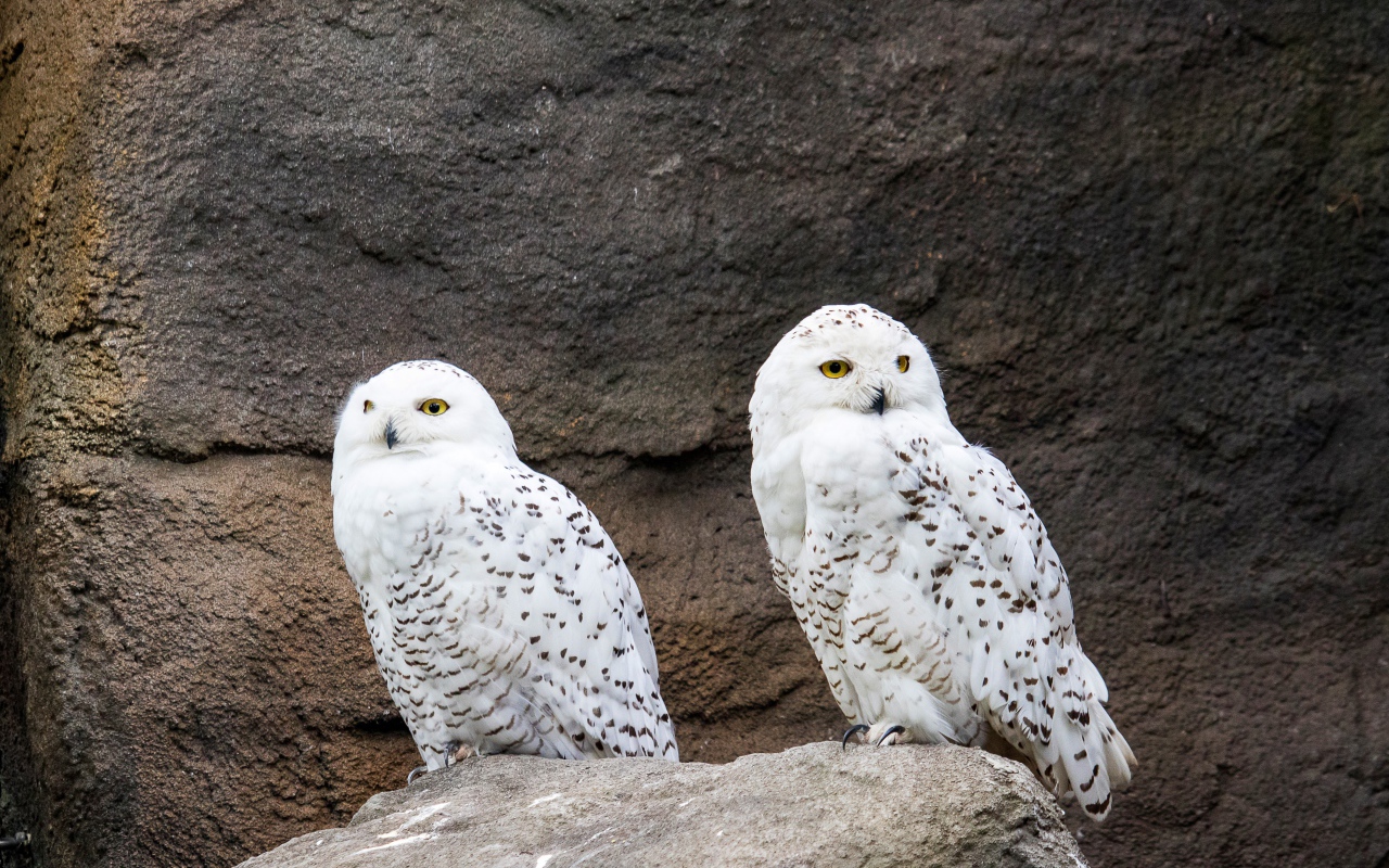 Две грациозные белые совы сидят на камне