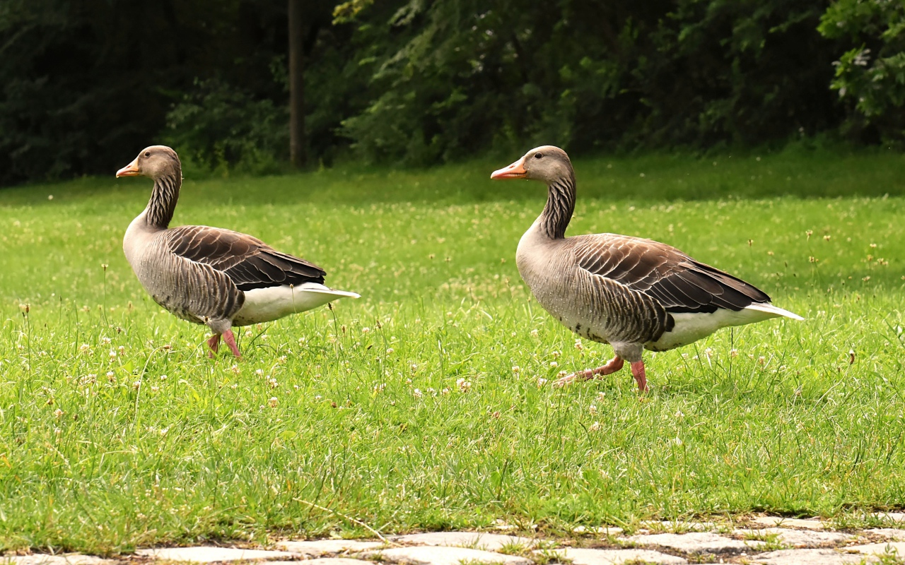 Два серых гуся гуляют по зеленой траве