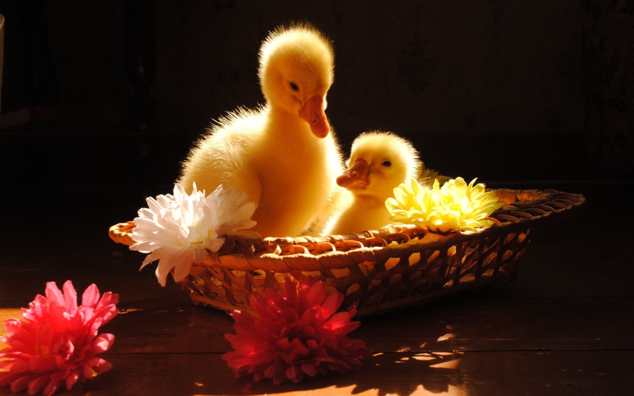 Два желтых маленьких утенка сидят в корзинке