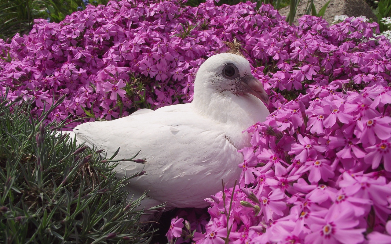 Белый голубь сидит в розовых цветах гвоздики