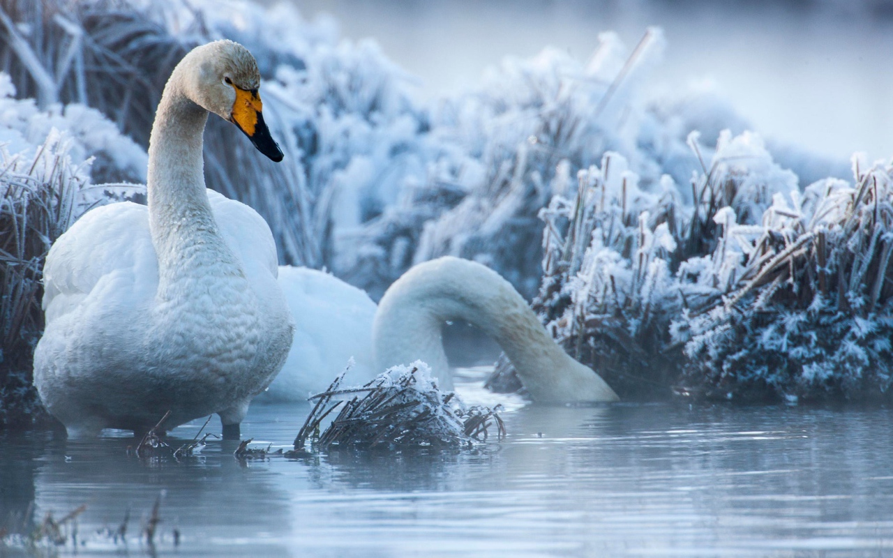 Белые лебеди на озере зимой