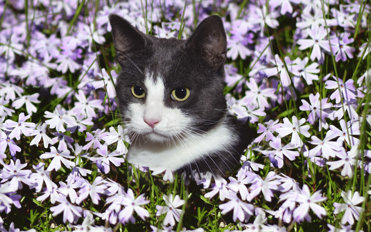Красивый кот сидит в цветах 