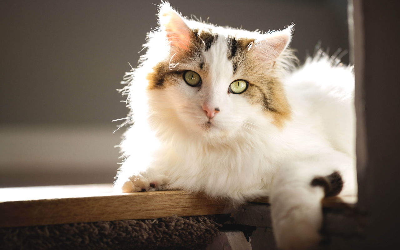 Большой красивый кот лежит на подоконнике в лучах солнца