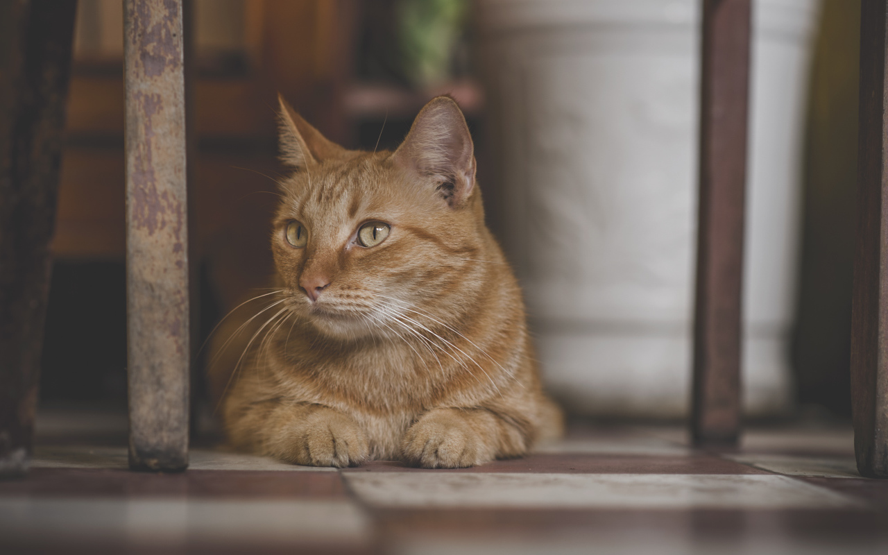 Большой рыжий кот лежит под стулом