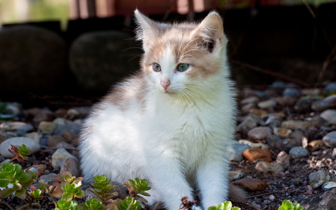 Маленький котенок сидит на мелких камнях