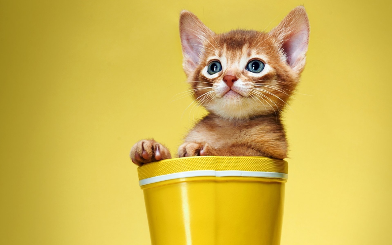 Маленький рыжий котенок сидит в цветочном горшке на желтом фоне