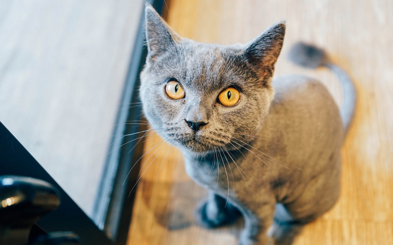 Суровый взгляд британского кота 