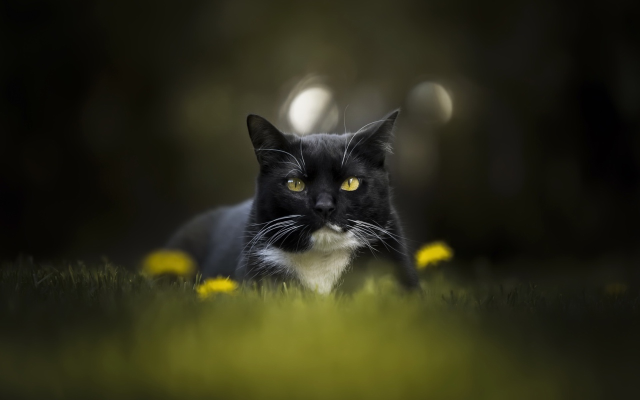 Красивый черно-белый кот сидит в траве